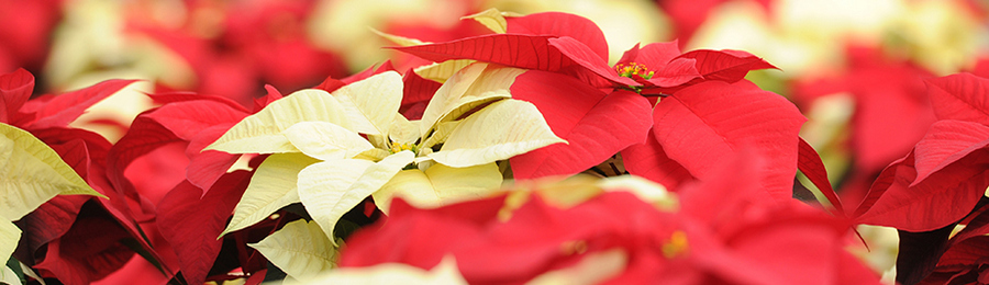 Euphorbia Pulcherrima - Poinsetia