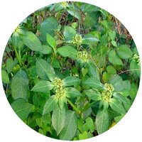 Euphorbia Heterophylla