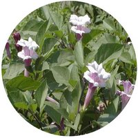 Euphorbia Hyssopifolia