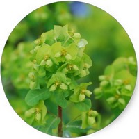 Euphorbia Pekinensis