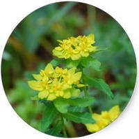 Euphorbia Pilulifera