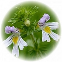 Eufrasia-Euphrasia - Eyebright