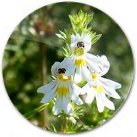 Eufrasia-Euphrasia - Eyebright