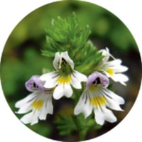 Euphrasia Officinalis- Eyebright