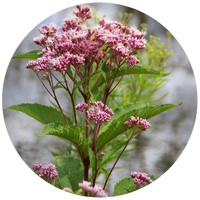Eupatorium Maculatum