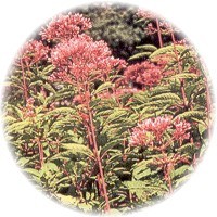 Eupatorium Perfoliatum