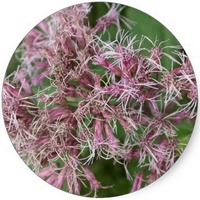 Eupatorium Perfoliatum
