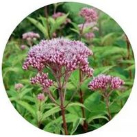 Eupatoria Purpurea - Eupatorium