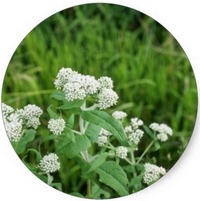 Eupatorio - Boneset - Chanvre