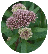 Eupatorium Cannabinum