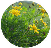 Euryops Chrysanthemoides