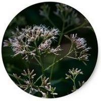 Eutrochium Fistulosum