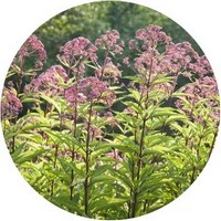 Eutrochium Purpureum