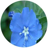 Evolvulus Glomeratus - Blue Daze