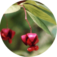 Euonymus Latifolius
