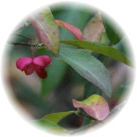 Euonymus Atropurpureus