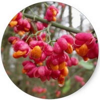 Euonymus Europaeus