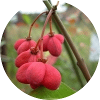 Euonymus Europaeus