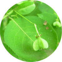 Euonymus Hamiltonianus o Sieboldianus