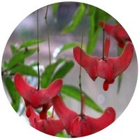 Euonymus Schensianus