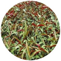 Excoecaria Cochinchinensis