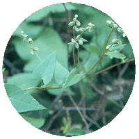 Fallopia Convolvulus