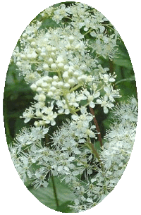 Filipendula Vulgaris