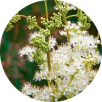 Filipendula Vulgaris