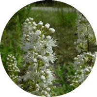 Filipendula Vulgaris