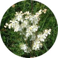 Filipendula Vulgaris