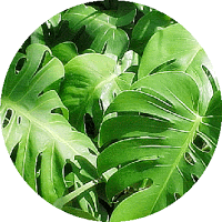 Philodendron Domesticum
