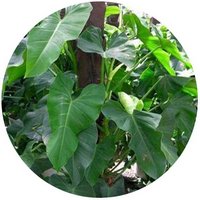 Philodendron Andreanum