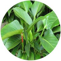 Philodendron Congo