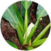 Philodendron Martianum