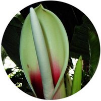 Philodendron Wend-Imbe