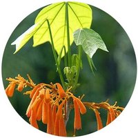 Firmiana Pulcherrima - Erythropsis Pulcherrima