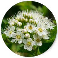 Physocarpus Opulifolius - Ninebark