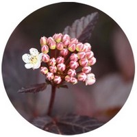 Physocarpus Opulifolius - Ninebark