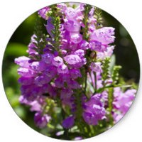 Physostegia Virginiana
