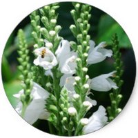 Physostegia Virginiana