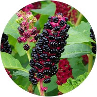 Fitolaca: Phytolacca Americana
