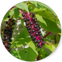 Fitolaca: Phytolacca Americana