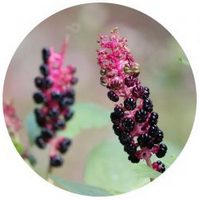 Fitolaca: Phytolacca Americana
