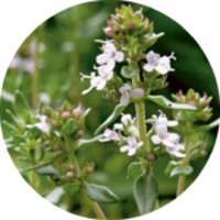 Fitolaca: Phytolacca Decandra