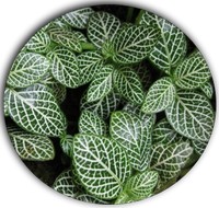 Fittonia