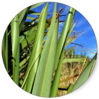 Phormium: Flores - New Zealand Flax