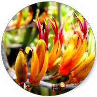 Phormium: Hojas - New Zealand Flax