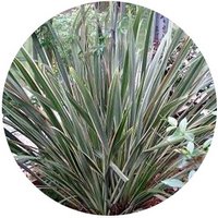 Phormium Tenax