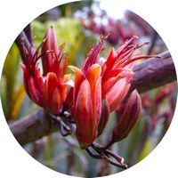 Phormium Tenax
