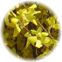 Forsytia